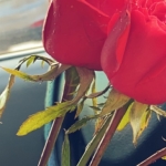 سکینه سالارى جائینى